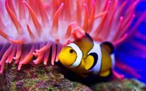 Clownfish Wallpaper HD