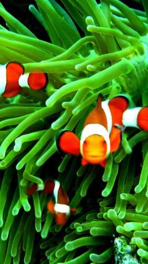 Clownfish Wallpaper iPhone