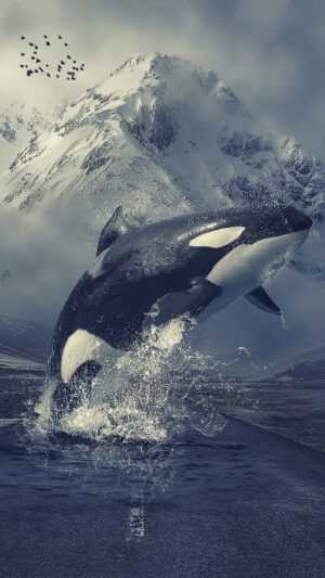 Orca Wallpaper