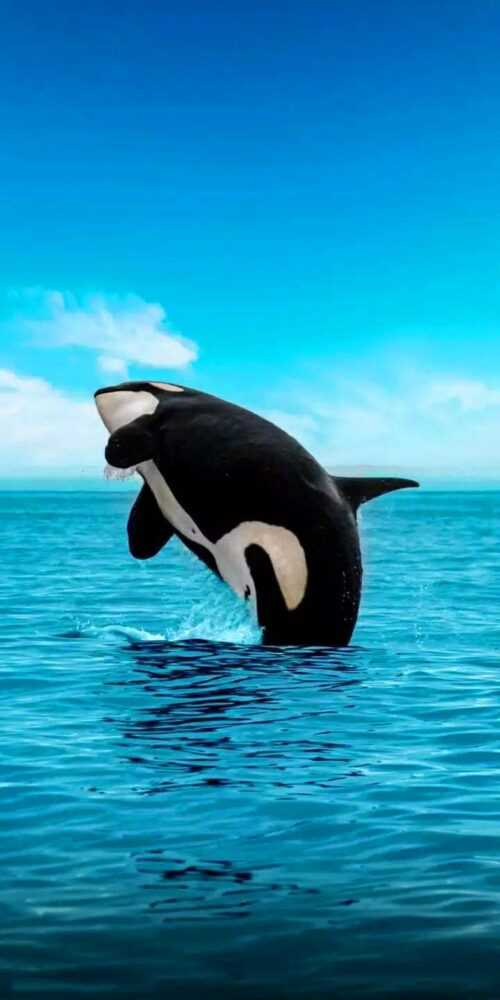 Orca Wallpaper - iXpap