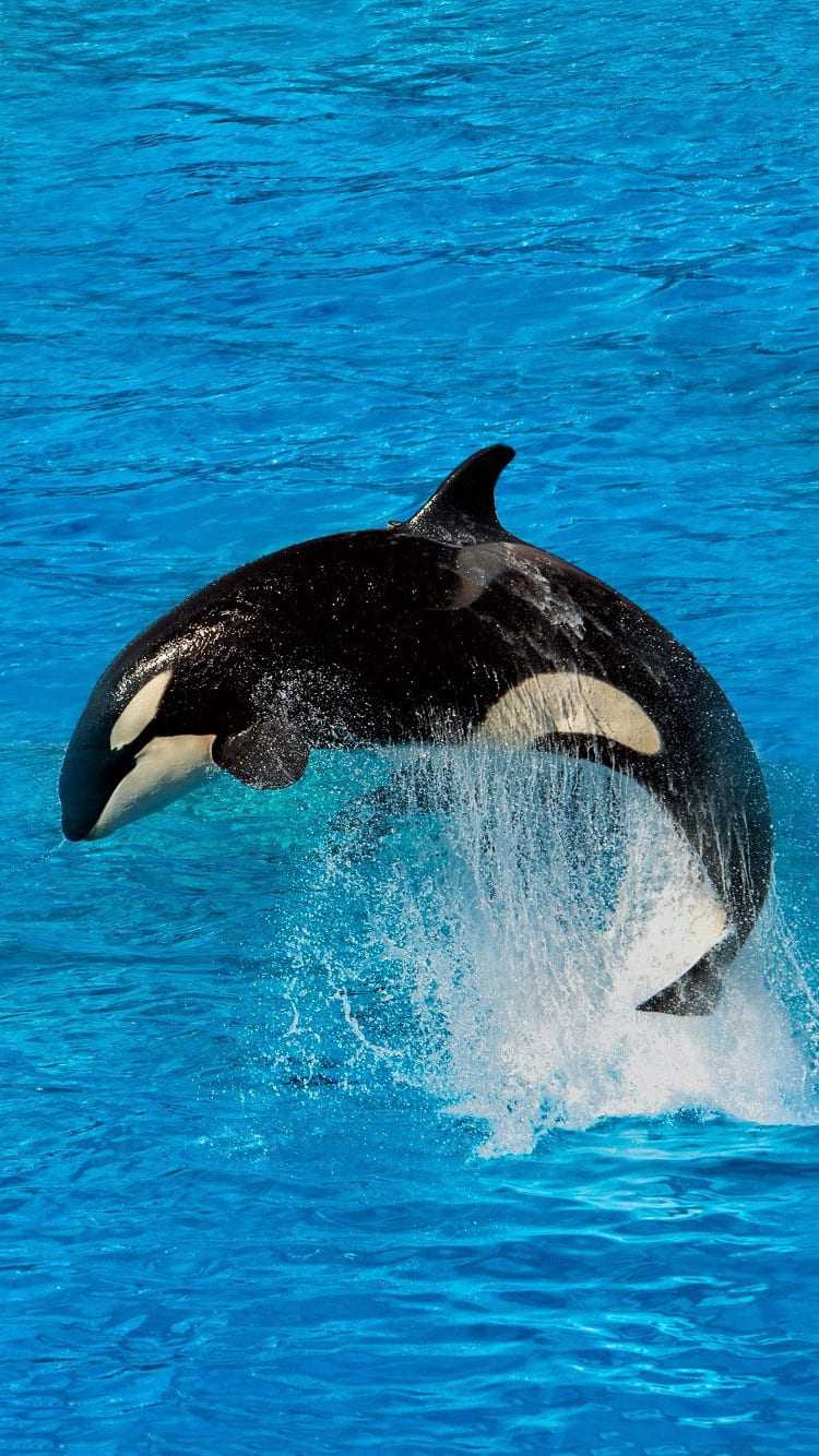 Orca wallpaper iphone