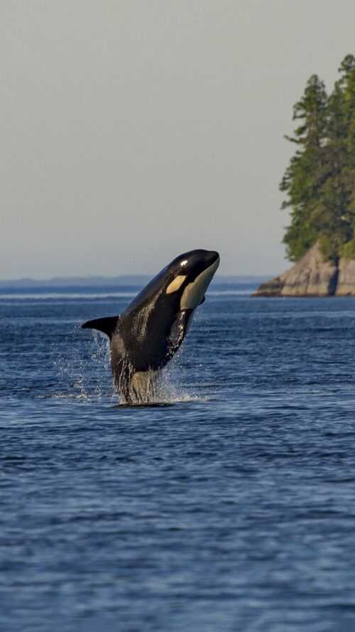 orca-wallpaper-ixpap