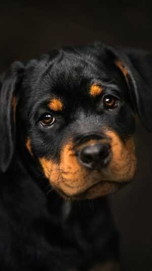 Rottweiler Wallpaper