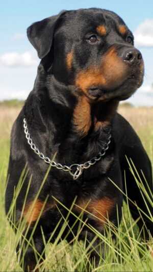 Rottweiler Wallpaper