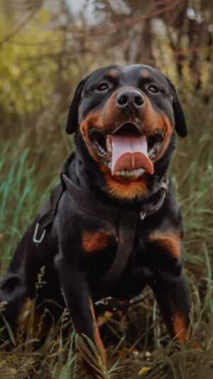 Rottweiler Wallpaper