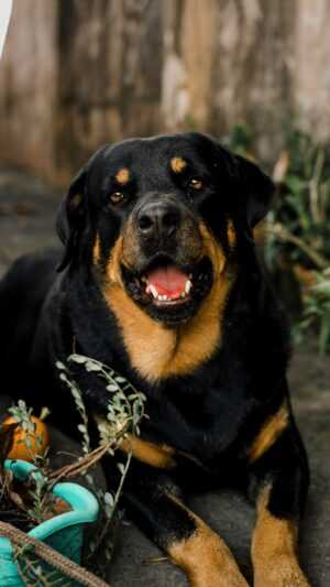 Rottweiler Wallpaper