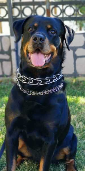 Rottweiler Wallpaper