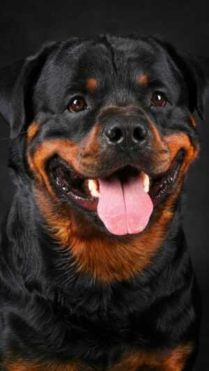 Rottweiler Wallpaper