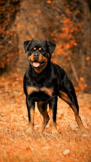 Rottweiler Wallpaper