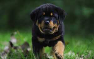 Rottweiler Wallpaper