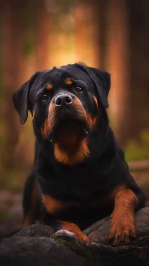 Rottweiler Wallpaper - iXpap