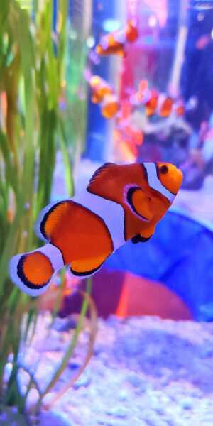 iPhone Clownfish Wallpaper