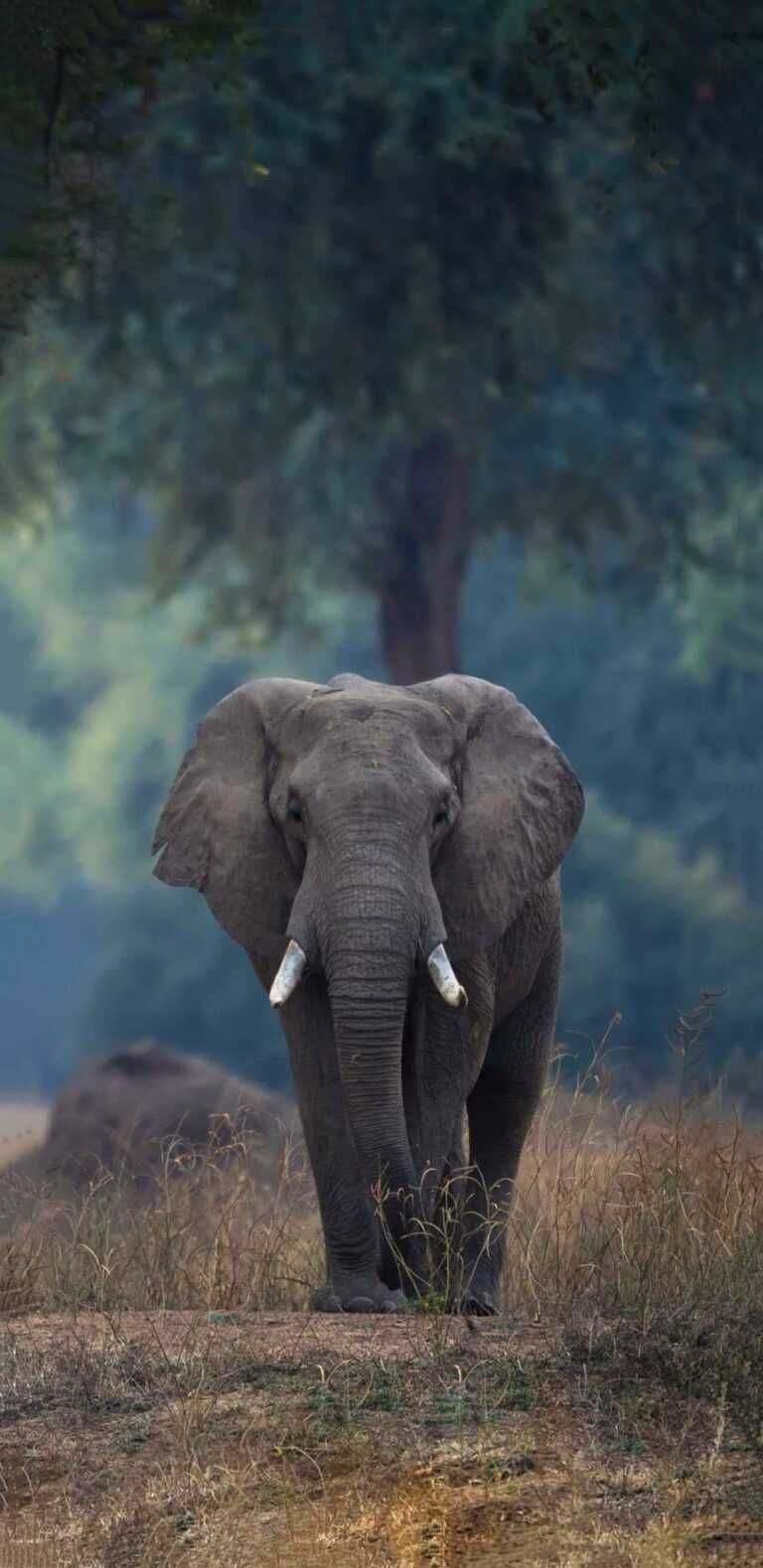 Baby Elephant Wallpaper iXpap