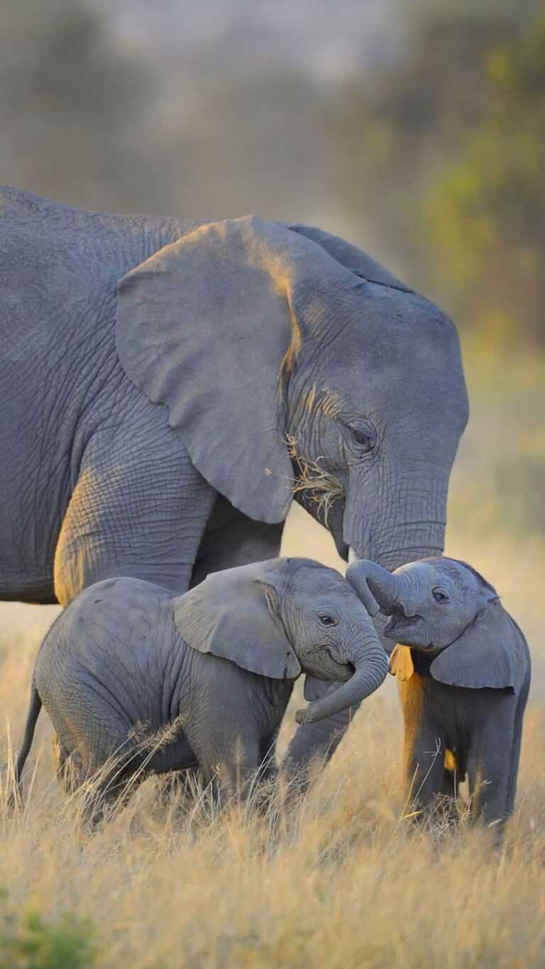Baby Elephant Wallpaper iXpap