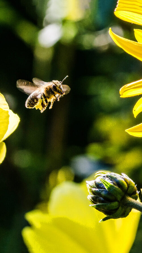 Bee Wallpaper - iXpap