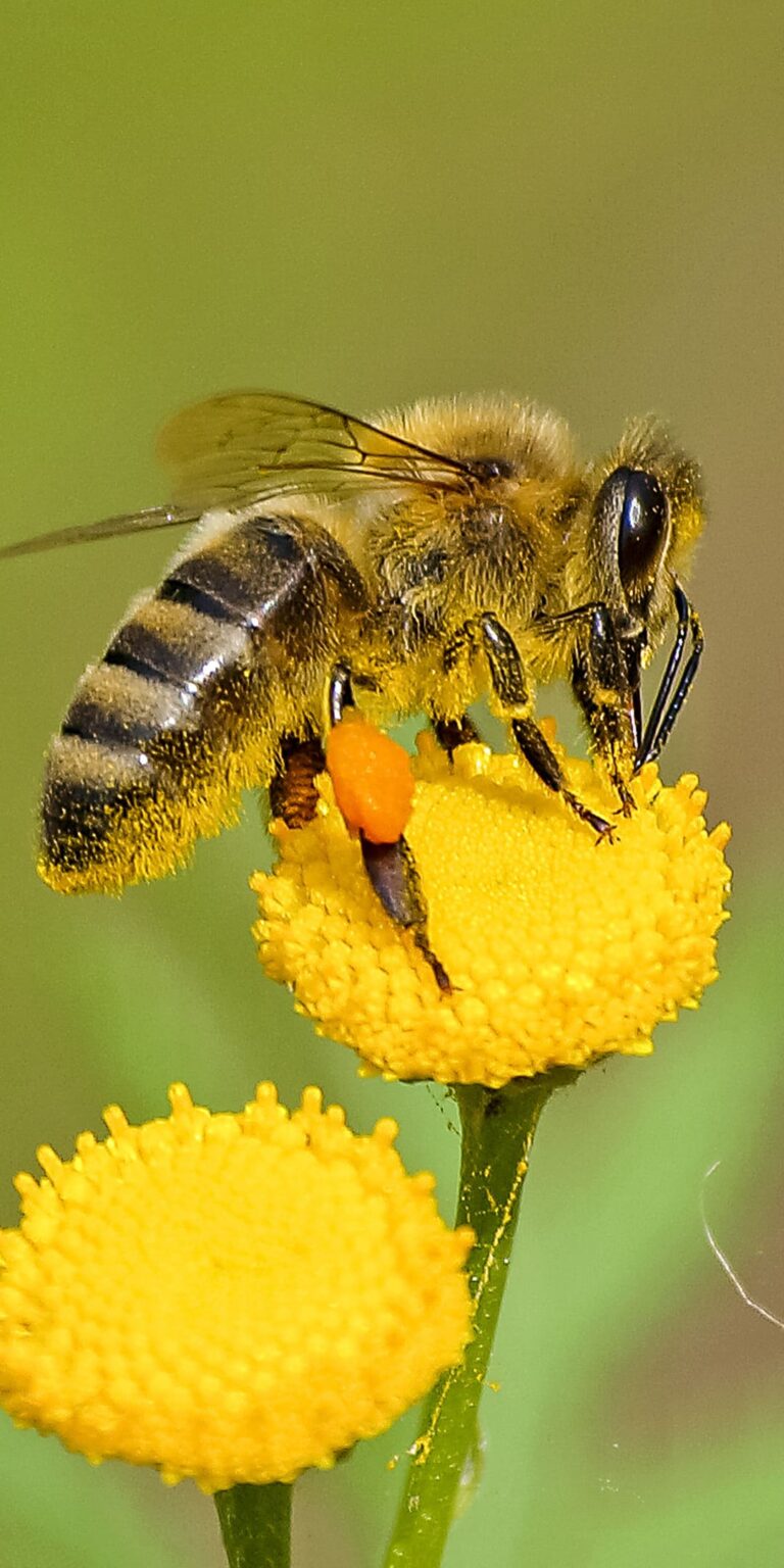 Bee Wallpaper - iXpap
