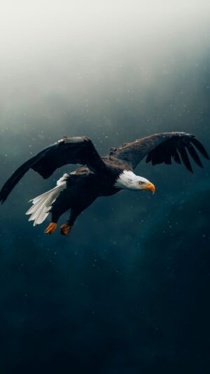 Eagle Wallpaper