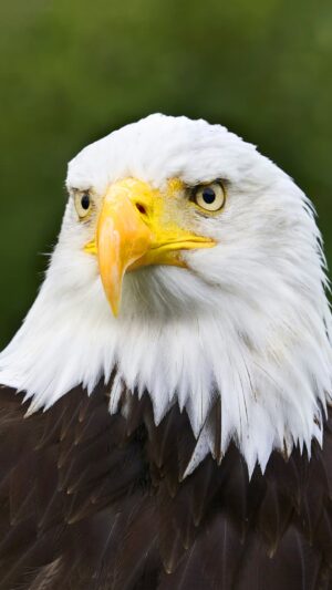 Eagle Wallpaper