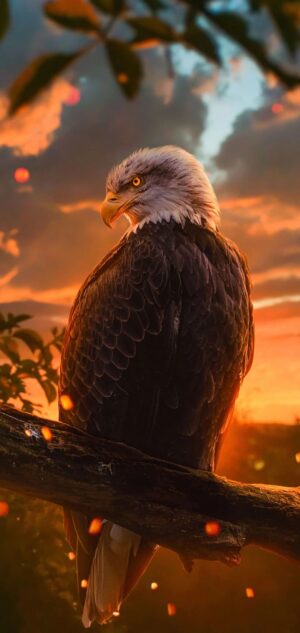 Eagle Wallpaper