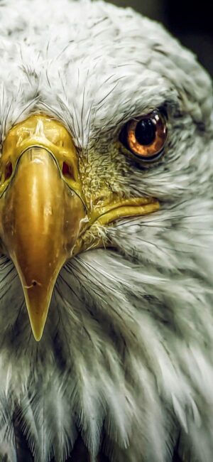 Eagle Wallpaper