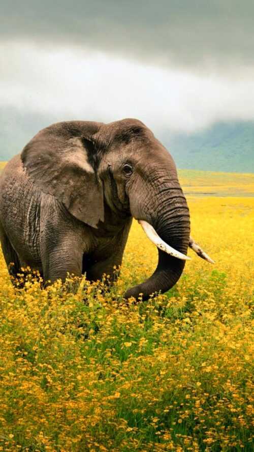 Elephant Wallpaper iXpap