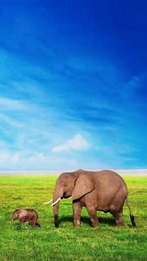 Elephant Wallpaper