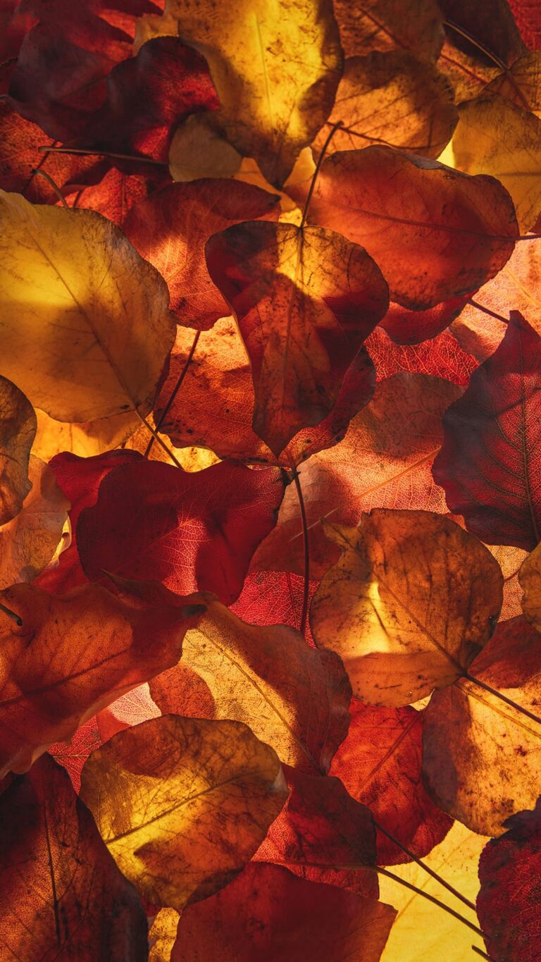 Fall Themed Wallpaper - iXpap