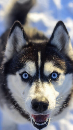 Husky Wallpaper