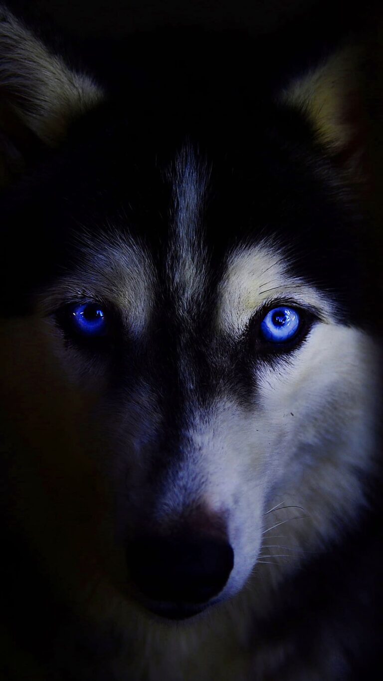 Husky Wallpaper iXpap