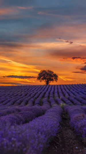 Lavender Wallpaper