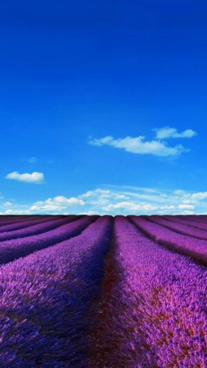 Lavender Wallpaper