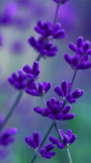 Lavender Wallpaper