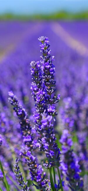 Lavender Wallpaper