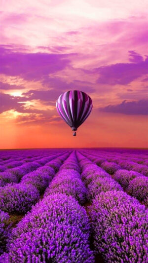 Lavender Wallpaper