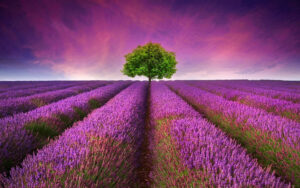 Lavender Wallpaper