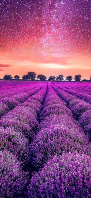 Lavender Wallpaper