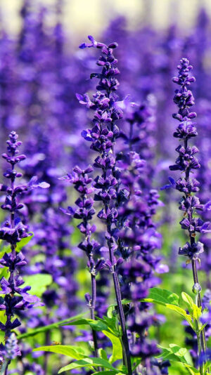 Lavender Wallpaper