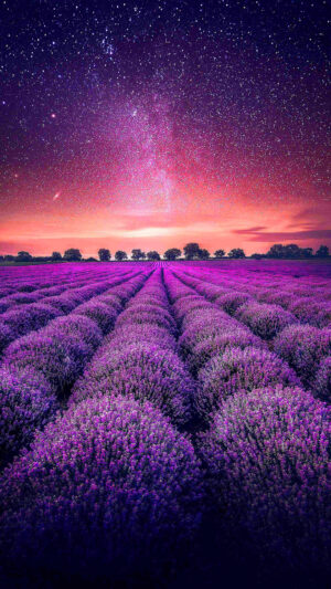 Lavender Wallpaper