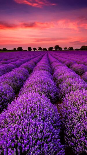 Lavender Wallpaper