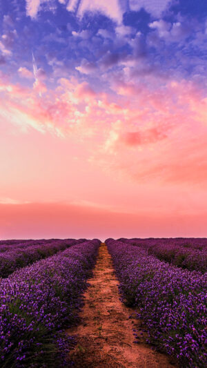 Lavender Wallpaper