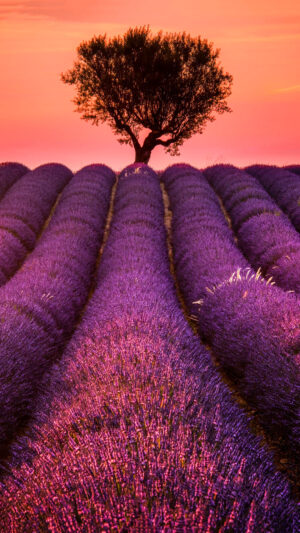 Lavender Wallpaper