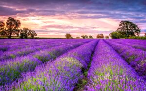 Lavender Wallpaper