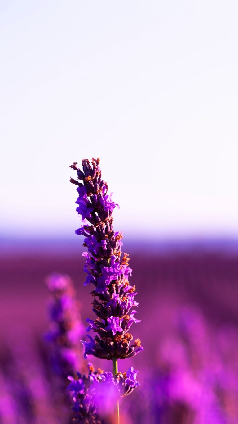 Lavender Wallpapers iXpap