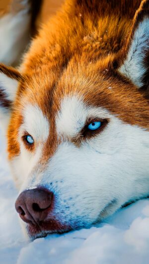 Red Husky Wallpaper