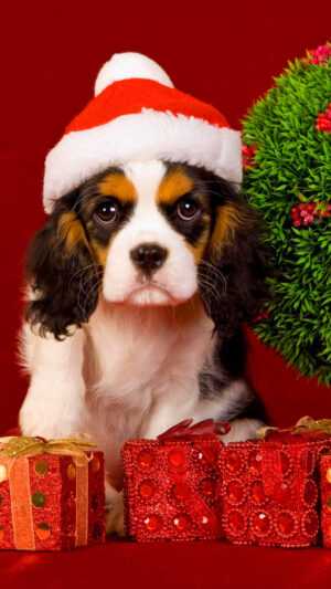 Christmas Dog Wallpaper