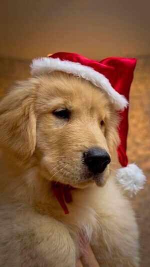 Christmas Dog Wallpaper