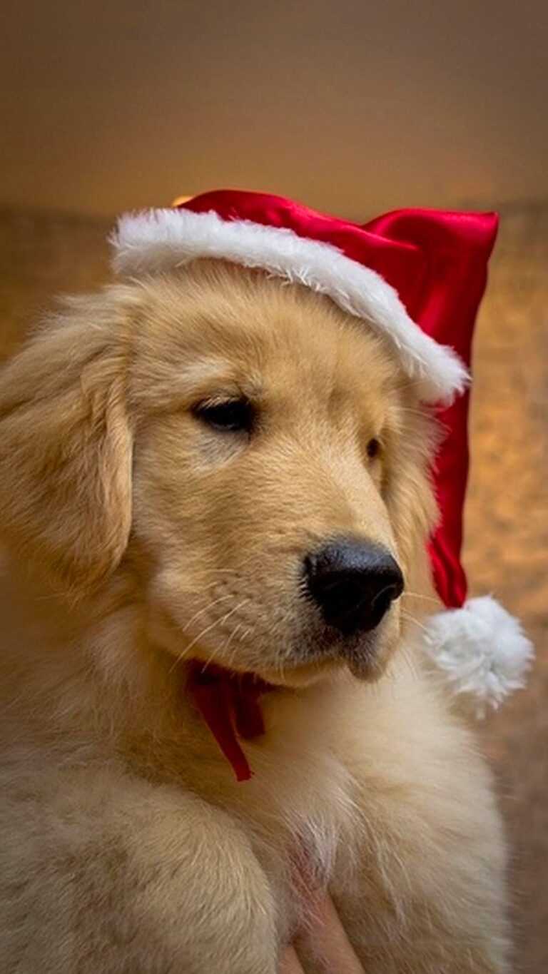 Christmas Dog Wallpaper iXpap