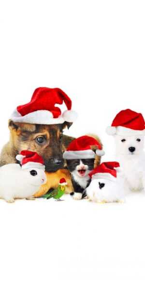 Christmas Animals Wallpaper