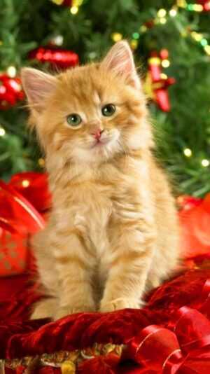 Christmas Cat Wallpaper