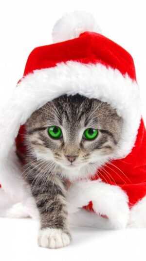 Christmas Cat Wallpaper